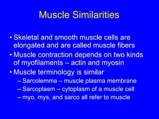 Muscle Similarities Skeletal and smooth muscle cells are elongated and are called muscle fibers Muscle contraction depends on two kinds of myofilaments – actin and myosin Muscle terminology is similar Sarcolemma – muscle plasma membrane Sarcoplasm – cytoplasm of a muscle cell myo, mys, and sarco all refer to muscle 