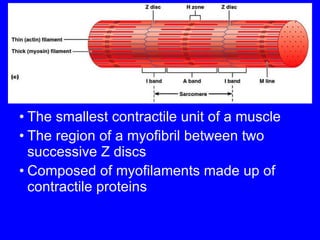 The smallest contractile unit of a muscle The region of a myofibril between two successive Z discs Composed of myofilaments made up of contractile proteins 