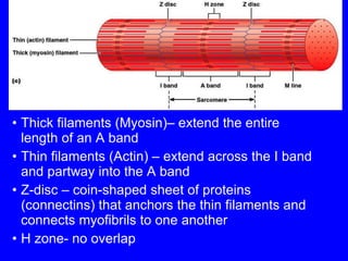 Thick filaments (Myosin)– extend the entire length of an A band Thin filaments (Actin) – extend across the I band and partway into the A band Z-disc – coin-shaped sheet of proteins (connectins) that anchors the thin filaments and connects myofibrils to one another H zone- no overlap 