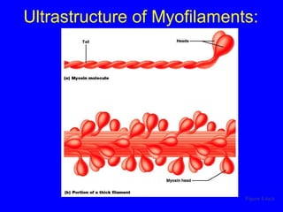 Ultrastructure of Myofilaments: Thick Filaments Figure 9.4a,b 