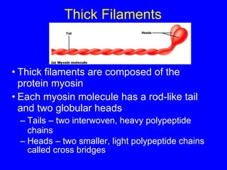 Thick Filaments Thick filaments are composed of the protein myosin Each myosin molecule has a rod-like tail and two globular heads Tails – two interwoven, heavy polypeptide chains Heads – two smaller, light polypeptide chains called cross bridges 