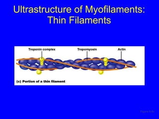 Ultrastructure of Myofilaments: Thin Filaments Figure 9.4c 