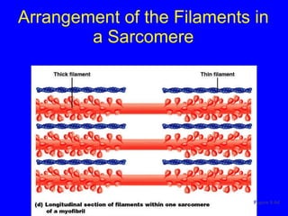 Arrangement of the Filaments in a Sarcomere Figure 9.4d 