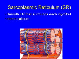 Sarcoplasmic Reticulum (SR) Smooth ER that surrounds each myofibril stores calcium 