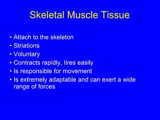Skeletal Muscle Tissue Attach to the skeleton Striations Voluntary Contracts rapidly, tires easily Is responsible for movement Is extremely adaptable and can exert a wide range of forces 