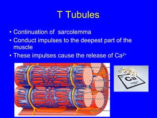 T Tubules Continuation of  sarcolemma Conduct impulses to the deepest part of the muscle These impulses cause the release of Ca 2+ 