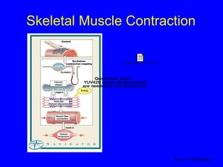 Skeletal Muscle Contraction Figure 10–9 (Navigator) 