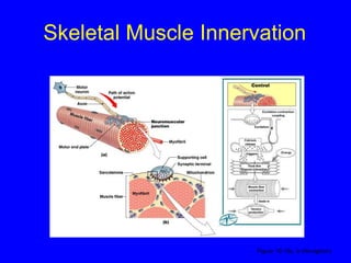 Skeletal Muscle Innervation Figure 10–10a, b (Navigator) 