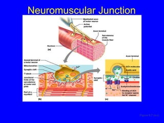 Neuromuscular Junction Figure 9.7 (a-c) 