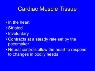 Cardiac Muscle Tissue In the heart  Striated  Involuntary Contracts at a steady rate set by the pacemaker Neural controls allow the heart to respond to changes in bodily needs 