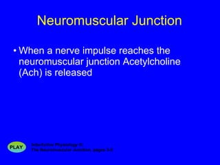 Neuromuscular Junction When a nerve impulse reaches the neuromuscular junction Acetylcholine (Ach) is released InterActive Physiology ®:   The Neuromuscular Junction, pages 3-5 PLAY 