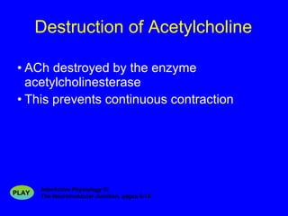 Destruction of Acetylcholine ACh destroyed by the enzyme acetylcholinesterase  This prevents continuous contraction InterActive Physiology ®:   The Neuromuscular Junction, pages 6-10 PLAY 