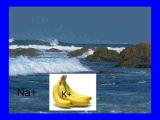 Na+ K+ 