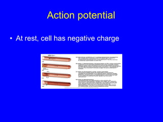 Action potential At rest, cell has negative charge  