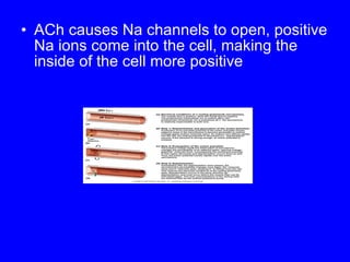 ACh causes Na channels to open, positive Na ions come into the cell, making the inside of the cell more positive 
