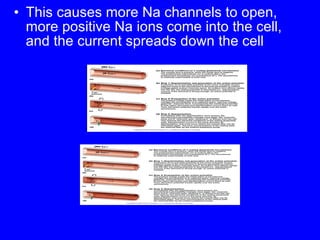 This causes more Na channels to open, more positive Na ions come into the cell, and the current spreads down the cell 