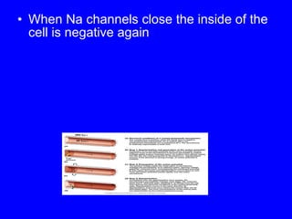 When Na channels close the inside of the cell is negative again 