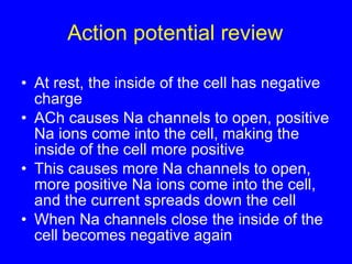 Action potential review At rest, the inside of the cell has negative charge  ACh causes Na channels to open, positive Na ions come into the cell, making the inside of the cell more positive This causes more Na channels to open, more positive Na ions come into the cell, and the current spreads down the cell When Na channels close the inside of the cell becomes negative again 