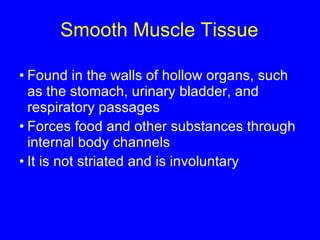 Smooth Muscle Tissue Found in the walls of hollow organs, such as the stomach, urinary bladder, and respiratory passages Forces food and other substances through internal body channels It is not striated and is involuntary 