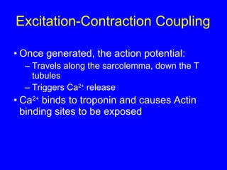 Excitation-Contraction Coupling Once generated, the action potential: Travels along the sarcolemma, down the T tubules Triggers Ca 2+  release Ca 2+  binds to troponin and causes Actin binding sites to be exposed 