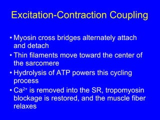 Excitation-Contraction Coupling Myosin cross bridges alternately attach and detach Thin filaments move toward the center of the sarcomere Hydrolysis of ATP powers this cycling process Ca 2+  is removed into the SR, tropomyosin blockage is restored, and the muscle fiber relaxes 