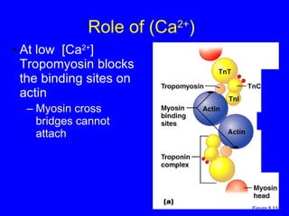 Role of (Ca 2+ )  At low  [Ca 2+ ] Tropomyosin blocks the binding sites on actin Myosin cross bridges cannot attach  Figure 9.11a 