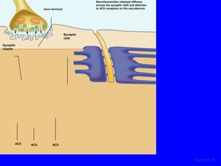 Figure 9.10 Synaptic cleft Synaptic vesicle Axon terminal ACh ACh ACh Neurotransmitter released diffuses across the synaptic cleft and attaches to ACh receptors on the sarcolemma. 