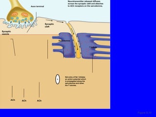 Figure 9.10 Net entry of Na +  Initiates an action potential which is propagated along the sarcolemma and down the T tubules. T tubule Sarcolemma Synaptic cleft Synaptic vesicle Axon terminal ACh ACh ACh Neurotransmitter released diffuses across the synaptic cleft and attaches to ACh receptors on the sarcolemma. 1 