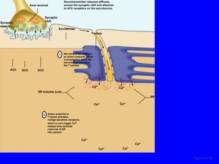 Figure 9.10 Net entry of Na +  Initiates an action potential which is propagated along the sarcolemma and down the T tubules. T tubule Sarcolemma SR tubules (cut) Synaptic cleft Synaptic vesicle Axon terminal ACh ACh ACh Neurotransmitter released diffuses across the synaptic cleft and attaches to ACh receptors on the sarcolemma. Action potential in T tubule activates voltage-sensitive receptors, which in turn trigger Ca 2+ release from terminal cisternae of SR into cytosol.  SR Ca 2+ Ca 2+ Ca 2+ Ca 2+ Ca 2+ Ca 2+ Ca 2+ Ca 2+ 1 2 