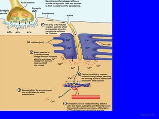 Figure 9.10 Net entry of Na +  Initiates an action potential which is propagated along the sarcolemma and down the T tubules. T tubule Sarcolemma SR tubules (cut) Synaptic cleft Synaptic vesicle Axon terminal ACh ACh ACh Neurotransmitter released diffuses across the synaptic cleft and attaches to ACh receptors on the sarcolemma. Action potential in T tubule activates voltage-sensitive receptors, which in turn trigger Ca 2+ release from terminal cisternae of SR into cytosol.  Calcium ions bind to troponin; troponin changes shape, removing the blocking action of tropomyosin; actin active sites exposed. Contraction; myosin heads alternately attach to actin and detach, pulling the actin filaments toward the center of the sarcomere; release of energy by ATP hydrolysis powers the cycling process. Removal of Ca 2+  by active transport into the SR after the action potential ends. SR Ca 2+ Ca 2+ Ca 2+ Ca 2+ Ca 2+ Ca 2+ Ca 2+ Ca 2+ Ca 2+ Ca 2+ 1 2 3 4 5 