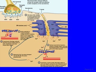 Figure 9.10 ADP P i Net entry of Na +  Initiates an action potential which is propagated along the sarcolemma and down the T tubules. T tubule Sarcolemma SR tubules (cut) Synaptic cleft Synaptic vesicle Axon terminal ACh ACh ACh Neurotransmitter released diffuses across the synaptic cleft and attaches to ACh receptors on the sarcolemma. Action potential in T tubule activates voltage-sensitive receptors, which in turn trigger Ca 2+ release from terminal cisternae of SR into cytosol.  Calcium ions bind to troponin; troponin changes shape, removing the blocking action of tropomyosin; actin active sites exposed. Contraction; myosin heads alternately attach to actin and detach, pulling the actin filaments toward the center of the sarcomere; release of energy by ATP hydrolysis powers the cycling process. Removal of Ca 2+  by active transport into the SR after the action potential ends. SR Tropomyosin blockage restored, blocking myosin binding sites on actin; contraction ends and muscle fiber relaxes. Ca 2+ Ca 2+ Ca 2+ Ca 2+ Ca 2+ Ca 2+ Ca 2+ Ca 2+ Ca 2+ Ca 2+ 1 2 3 4 5 6 