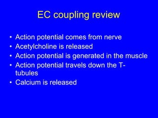 EC coupling review Action potential comes from nerve Acetylcholine is released  Action potential is generated in the muscle Action potential travels down the T-tubules Calcium is released 