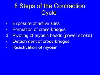 5 Steps of the Contraction Cycle  Exposure of active sites Formation of cross-bridges Pivoting of myosin heads (power stroke) Detachment of cross-bridges Reactivation of myosin 