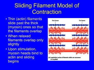 Sliding Filament Model of Contraction Thin (actin) filaments slide past the thick (myosin) ones so that the filaments overlap  When relaxed filaments overlap only slightly Upon stimulation, myosin heads bind to actin and sliding begins 