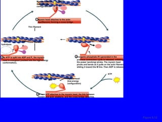 Figure 9.12 ATP ADP ADP ATP hydrolysis ADP ATP P i P i Myosin head (high-energy configuration) Myosin head attaches to the actin myofilament, forming a cross bridge. Thin filament As ATP is split into ADP and P i , the myosin head is energized (cocked into the high-energy conformation). Inorganic phosphate (P i ) generated in the previous contraction cycle is released, initiating the power (working) stroke. The myosin head pivots and bends as it pulls on the actin filament, sliding it toward the M line. Then ADP is released. Myosin head (low-energy configuration) As new ATP attaches to the myosin head, the link between myosin and actin weakens, and the cross bridge detaches. Thick filament 1 4 2 3 