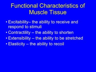 Functional Characteristics of Muscle Tissue Excitability– the ability to receive and respond to stimuli Contractility – the ability to shorten Extensibility – the ability to be stretched Elasticity – the ability to recoil 