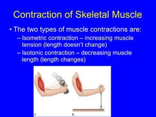 Contraction of Skeletal Muscle The two types of muscle contractions are: Isometric contraction – increasing muscle tension (length doesn’t change) Isotonic contraction – decreasing muscle length (length changes) 