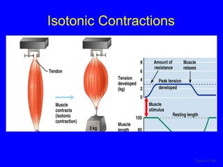 Isotonic Contractions Figure 9.19a 