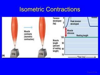 Isometric Contractions Figure 9.19b 