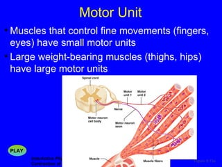 Motor Unit InterActive Physiology ®:   Contraction of Motor Units, pages 3-9 Figure 9.13a Muscles that control fine movements (fingers, eyes) have small motor units Large weight-bearing muscles (thighs, hips) have large motor units PLAY 