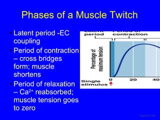 Phases of a Muscle Twitch Latent period -EC coupling Period of contraction – cross bridges form; muscle shortens Period of relaxation – Ca 2+  reabsorbed; muscle tension goes to zero Figure 9.14a 
