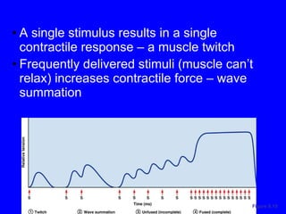 A single stimulus results in a single contractile response – a muscle twitch Frequently delivered stimuli (muscle can’t relax) increases contractile force – wave summation Figure 9.15 