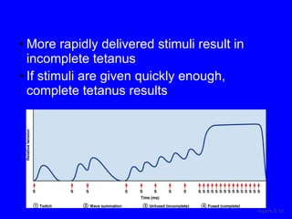 More rapidly delivered stimuli result in incomplete tetanus If stimuli are given quickly enough, complete tetanus results Figure 9.15 