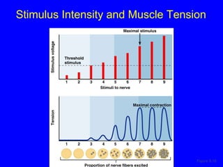 Stimulus Intensity and Muscle Tension Figure 9.16 