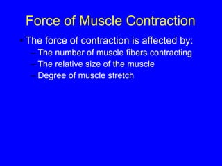 Force of Muscle Contraction The force of contraction is affected by: The number of muscle fibers contracting  The relative size of the muscle  Degree of muscle stretch  
