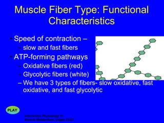 Muscle Fiber Type: Functional Characteristics Speed of contraction –  slow and fast fibers ATP-forming pathways Oxidative fibers (red) Glycolytic fibers (white) We have 3 types of fibers- slow oxidative, fast oxidative, and fast glycolytic InterActive Physiology ®:   Muscle Metabolism, pages 25-27 PLAY 
