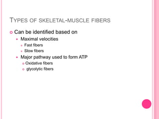 Types of skeletal-muscle fibersCan be identified based on Maximal velocitiesFast fibers