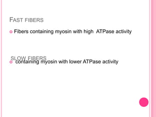 Slow fibersMajor pathway used to form ATPOxidative fibersglycolytic fibers