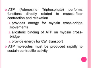  ATP (Adenosine Triphosphate) performs functions directly related to muscle-fiber contraction and relaxation provides energy for myosin cross-bridge movementsallosteric binding of ATP on myosin cross-bridge provide energy for Ca+  transport ATP molecules must be produced rapidly to sustain contractile activity