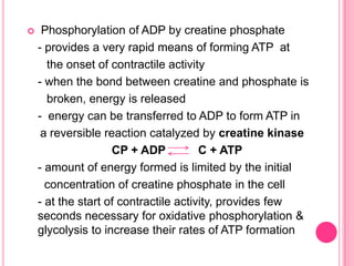 Phosphorylation of ADP by creatine phosphate	- provides a very rapid means of forming ATP  at           the onset of contractile activity	- when the bond between creatine and phosphate is       broken, energy is released	-  energy can be transferred to ADP to form ATP in     a reversible reaction catalyzed by creatinekinaseCP + ADP          C + ATP- amount of energy formed is limited by the initial 	  concentration of creatine phosphate in the cell	- at the start of contractile activity, provides few seconds necessary for oxidative phosphorylation & glycolysis to increase their rates of ATP formation